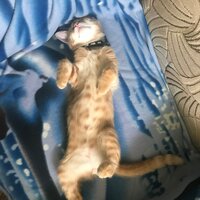 Соня СинееМоре