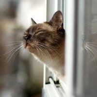 Елена Щетинина