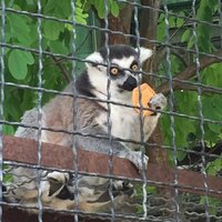 Екатерина Носкова