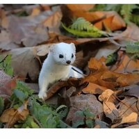 Юлия Харитонова