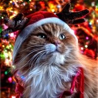 Екатерина Н.