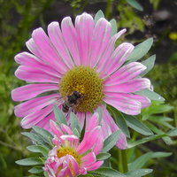 светлана дубилович