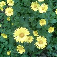 Яна Максимова