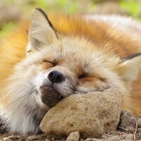 Ирина Матросова