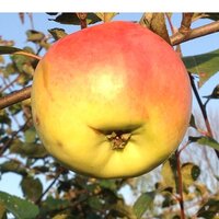 Нина Фомина