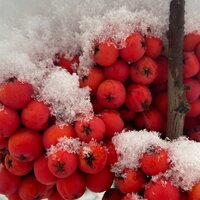 Екатерина Касилович