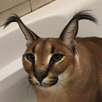 Данила Ермолов