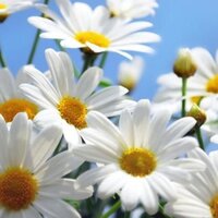 Виктория К.