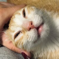 Ира Соколова