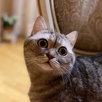 Гульнара З.