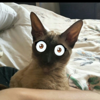 Тыквалира Б.