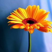 Анастасия К.