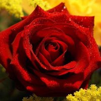 Саян Боноев