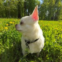 Ульяна Кукс