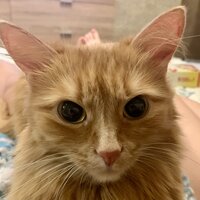 Артем Чернышов