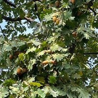 Алёна Павлова