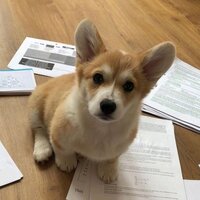 Елизавета К