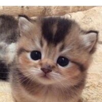 Анастасия Прокофьева