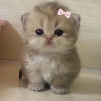 Лешкевич Анна Владимировна