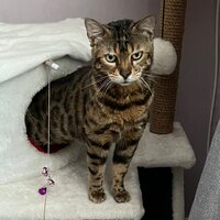 Александра Борисова