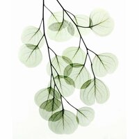 Валерия Михайлова