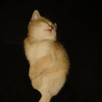 камичулаева