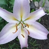 Марина Сивкова