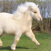 Елена Тополёва