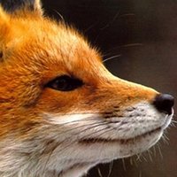 Star Fox