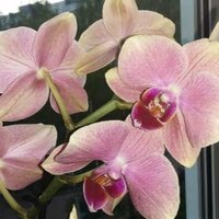 Лана Светина