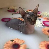 Пусюшечка Милая