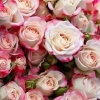 Гордеева Елена