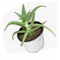 Светлана Т.