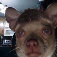 Кирилл Леонтьев