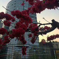 Алина Борисенко