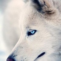 Роман Кондрашов