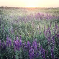 Алена Шадже