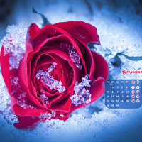 ОЛЕСЯ Ярошевич