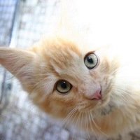 Евгения Антонова