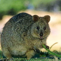 Pablo Quokka