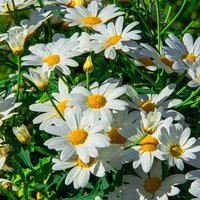 Большеугонский Д.