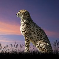 Ангелина Хаметова