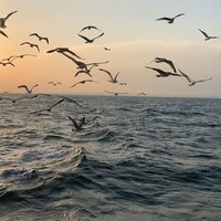 Максим Гагаринский