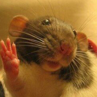 Ангелина Степаненко