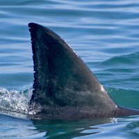 Константин. К