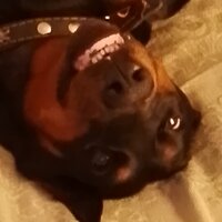 Максим Зенцов