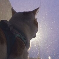 Алёна Меньшикова