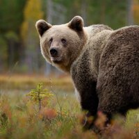 Александр Козлов