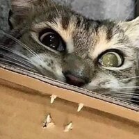 Алиса Федотова