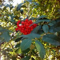 Елена Павлюк